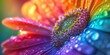 Macro of rainbow color flower backgrounds with copy space.