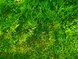 fresh green grass texture