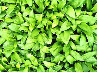 Wall Mural - wild garlic plant