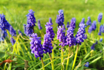 Sticker - spring Grape hyacinth