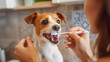 Woman brushing her teeth with a toothbrush and dog Jack Russell Terrier. 