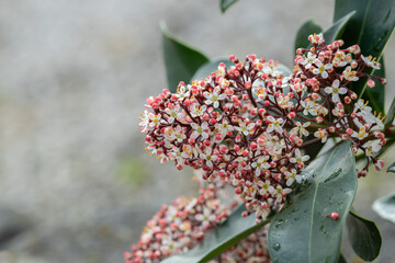 Wall Mural - blooming panicle of a japanese skimmia (skimmia japonica). all parts of the plant are toxic. space f
