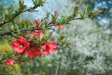 Fototapeta  - czerwone kwiaty  kwitnącego  krzewu na wiosnę