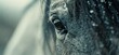 Close up of a horse in moody tones