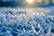 Frost kissed grass blades sparkling at sunrise on a chilly morning
