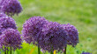 Lilac flowers Allium are on the background of green grass.