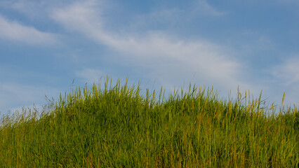 Wall Mural - Hill Covered With Fresh Grass Against the Sky