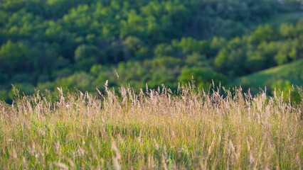 Wall Mural - Meadow grasses against the background of a deciduous forest.