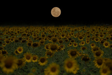 Wall Mural - sunflower garden with full moon in the night.