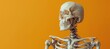 Human skeleton on orange background with copy space for text, halloween concept, banner mockup template. Space for advertising and banner decoration of halloween party concept. 