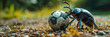 a Beetle playing with football beautiful animal photography like living creature