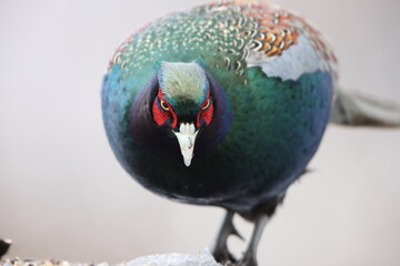 Wall Mural - The green pheasant (Phasianus versicolor), also known as the Japanese green pheasant, is an omnivorous bird native to the Japanese archipelago, to which it is endemic.