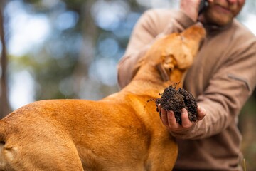 Wall Mural - farmer and working farm kelpie dog taking soil samples and looking at soil structure. friends work together.  agronomist on a farm practicing agronomy holding soil. Looking at soil life and health