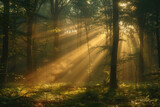 Fototapeta Las - A mystical forest scene with sunlight filtering through the trees, casting enchanting shadows