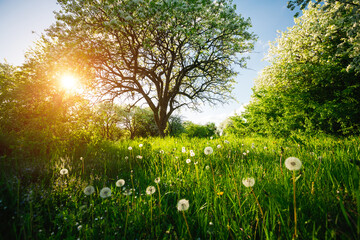 Poster - Charming garden with lush flowering trees and green lawn on a sunny day.