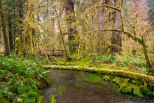 Stream Through The Mossy Hoh Rainforest In Olympic National Park