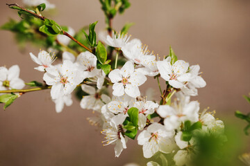 Canvas Print - Apple blossom tree branch. Shallow depth of field isolated. White flakes little flowers. Springtime tree bloom. Sunlight plant. Floral background.