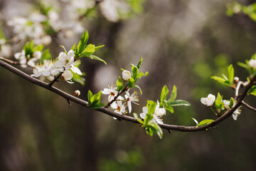 Canvas Print - Cherry blossom tree branch. Shallow depth of field isolated. White flakes little flowers. Springtime tree bloom. Sunlight plant. Floral background.