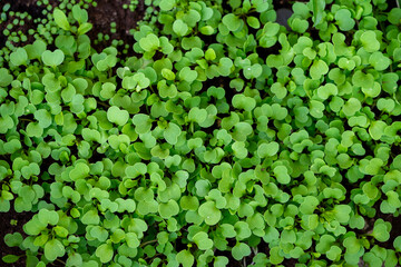 Wall Mural - young arugula sprout in the spring