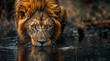 African lion drinking water in the savanna