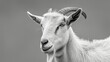 Black-and-white goat portrait showcasing horns, fur, and serene gaze in nature