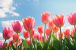 pink tulips on a blue sky background