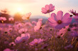 cosmos blooming on field in sunset light.