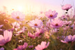 cosmos blooming on field in morning light.