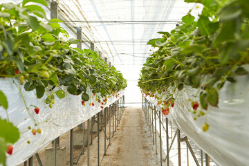 Sticker - Strawberry, strawberry farm in greenhouse	