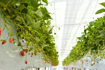 Sticker - Strawberry, strawberry farm in greenhouse	