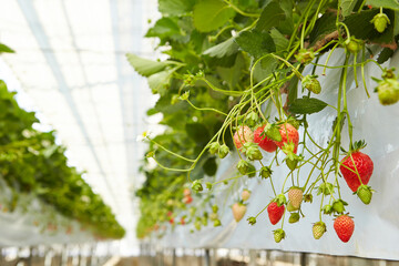 Sticker - Strawberry, strawberry farm in greenhouse	