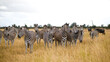 Burchell's Zebra herd approaching from an open plain.