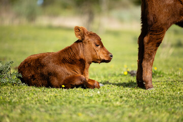 Wall Mural - Calf domestic animals farm life.