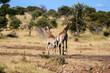Giraffe trio looking into the bush before moving away from the waterhole. 
