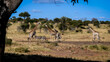 Giraffe and Zebra herd drinking together at a waterhole