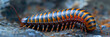 a Millipede beautiful animal photography like living creature