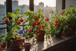 Städtische Oase: Tomatenpflanzen in Terrakotta auf dem Balkon im sanften Sonnenlicht