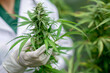 scientist hands with gloves checking marijuana plants in greenhouse. Concept of medical cannabis