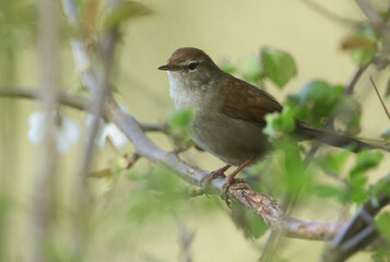 Wall Mural - a shy and elusive cetti's warbler (cettia cetti) perched on a branch of a tree.