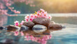 Close-up of stones and pink blossoms in the water. Beautiful flowers. Spring season.