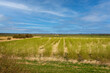Willow field near Skjern meadows in western Denmark