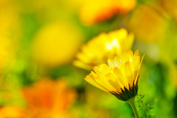 Wall Mural - colorful chrysanthemum in spring