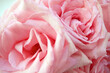 Beautiful pink roses bouquet, amazing roses, birthday, wedding, Valentine's Day, Mother's Day