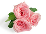 Fototapeta Tulipany - Beautiful pink roses bouquet on white background, amazing roses, birthday, wedding, Valentine's Day, Mother's Day