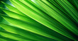 Palm leaf texture background