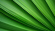 Palm leaf texture background