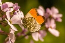 Orange Tip Butterfly On Pink Flowers