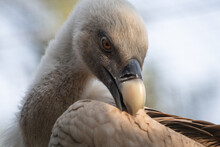 Closeup Portrait Of Vulture