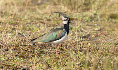 Northern lapwing Vanellus vanellus foraging in green grassland and looking for food. Wildlife in nature scene.farmland plover