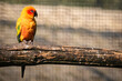 closeup of Sun conure parrot sitting on a branch